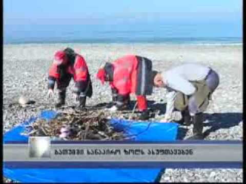 სანაპირო ზოლის დასუფთავება