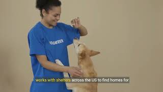 Celebrity 10 Best Cavapoo Rescues In The United States ! Wealth