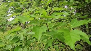 Acer ginnala javor amurský   jaro