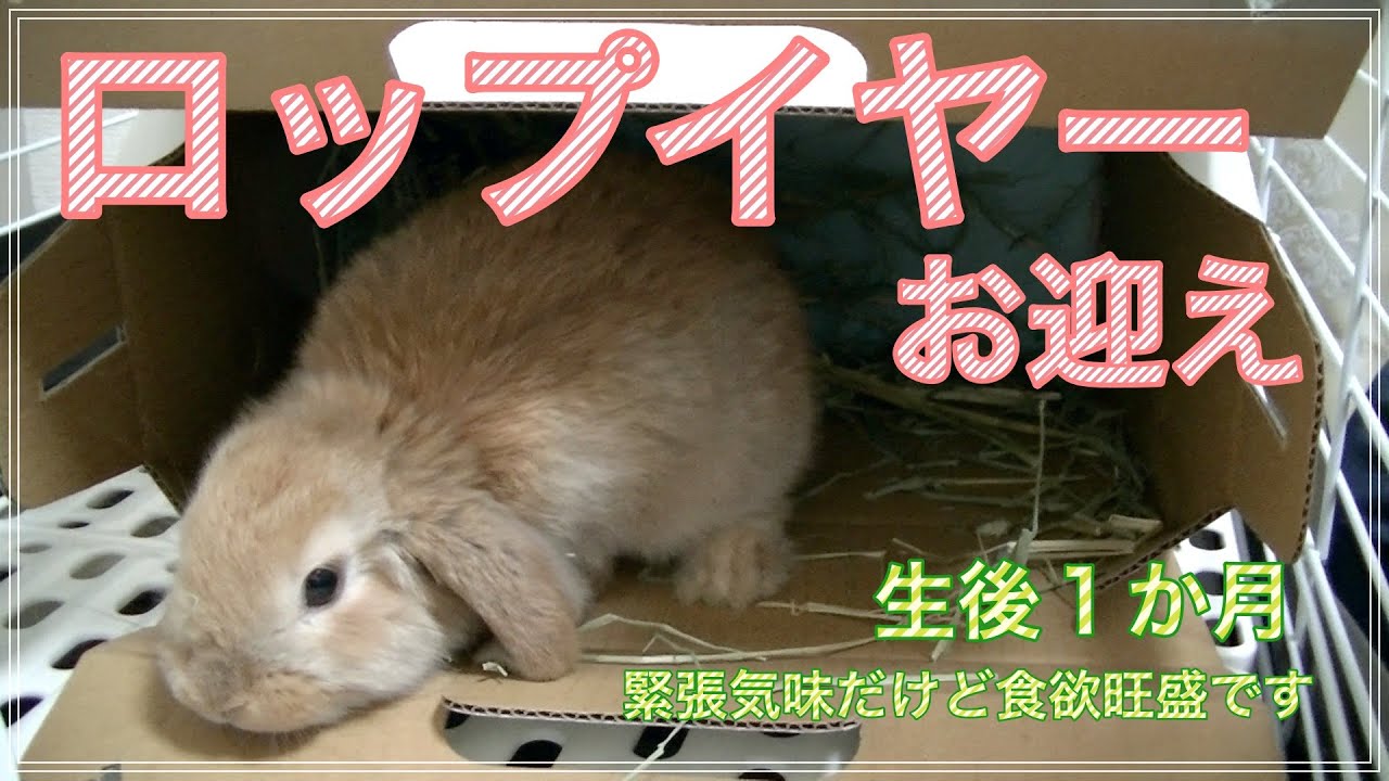 ロップイヤー 雑種 の子うさぎをお迎え 垂れ耳の可愛い赤ちゃん Hello Lop Rabbit Baby ろっぷ日記１ Youtube