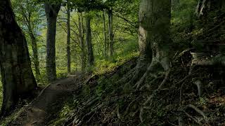 4K Deep Forest   8 Hours NO LOOP Birdsong   Robin Blackbird Singing   Relaxing Nature Ambiance