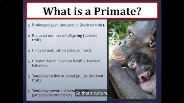 Primate Classification Audio & Visual Lecture (Part I) (Proctor 2022)