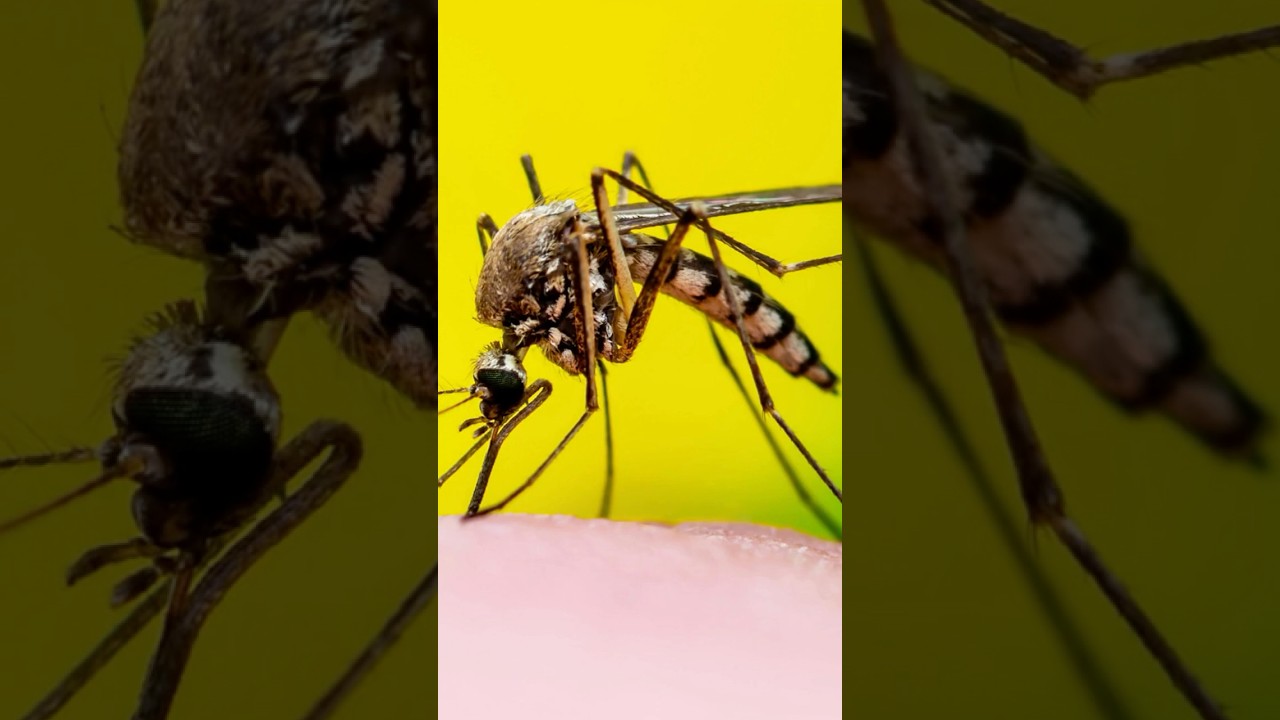 The deadliest animal on Earth