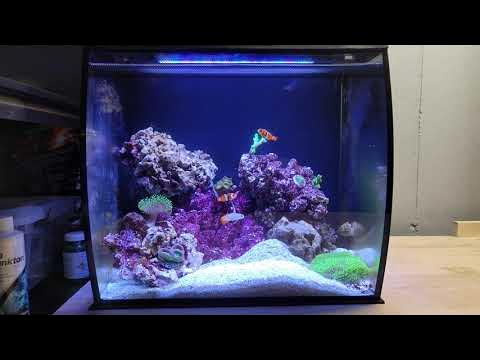 Fluval Flex 15 Saltwater Reef Tank - Modified to sustain Corals 