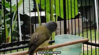 Burung Sikatan kepala abu-abu gacor super mantap