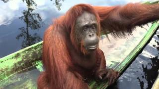 Nuttelex with Coconut Oil - Borneo