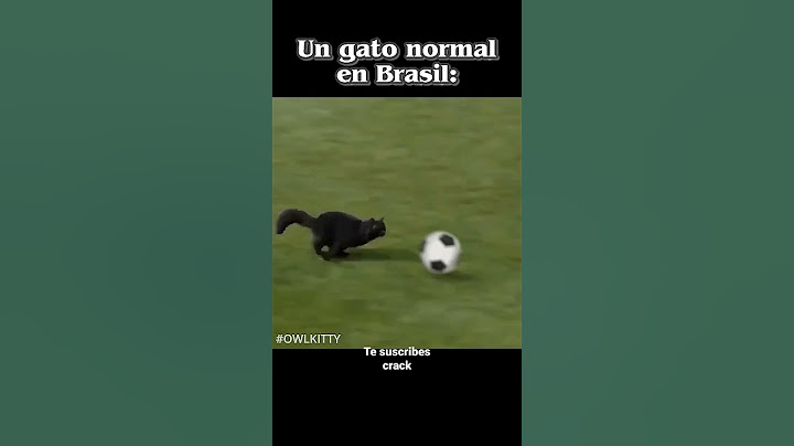 gatos en Brasil be like#shorts