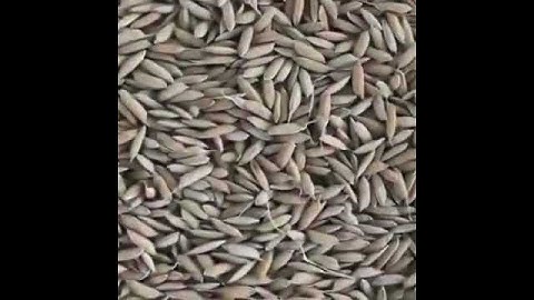 Gime paddy seeds and rice color sorter machine