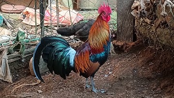 qaib f3 qua zoo 17/2/2024