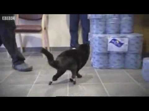 super cat tales 2 robo kitty super cat tales 2 robo kitty