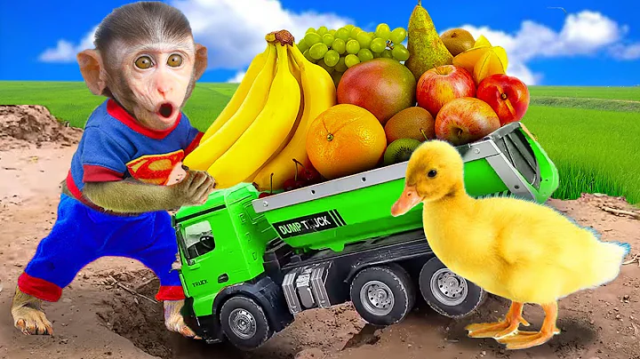 Baby Monkey Kiki harvest fruits with baby duckling so funny | Monkey Baby Challenges