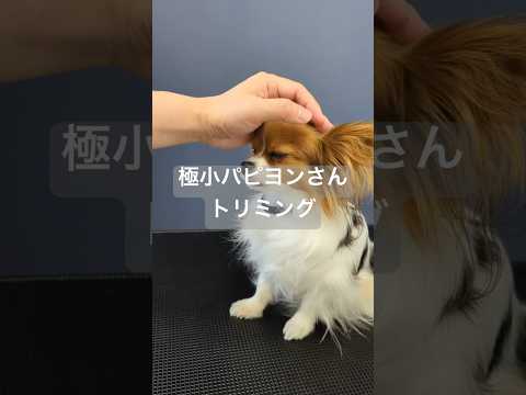 1.8kgしかないよ #トリミング #asmr #grooming #パピヨン#papillon