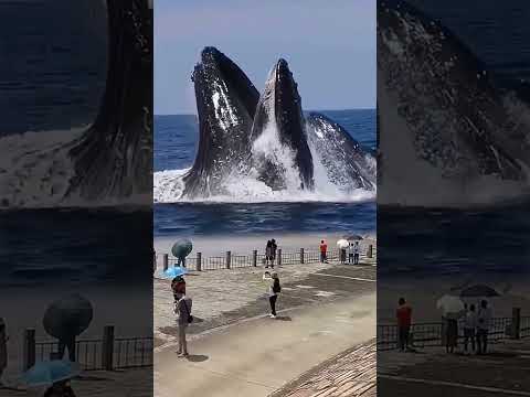 Gentle Giant Whale Catch Fish | Exploding Whale at Beach | Blue Whale - Whale Animal #whale