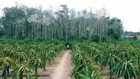 Keindahan Kebun buah naga Sp 1,Kabupaten Sorong
