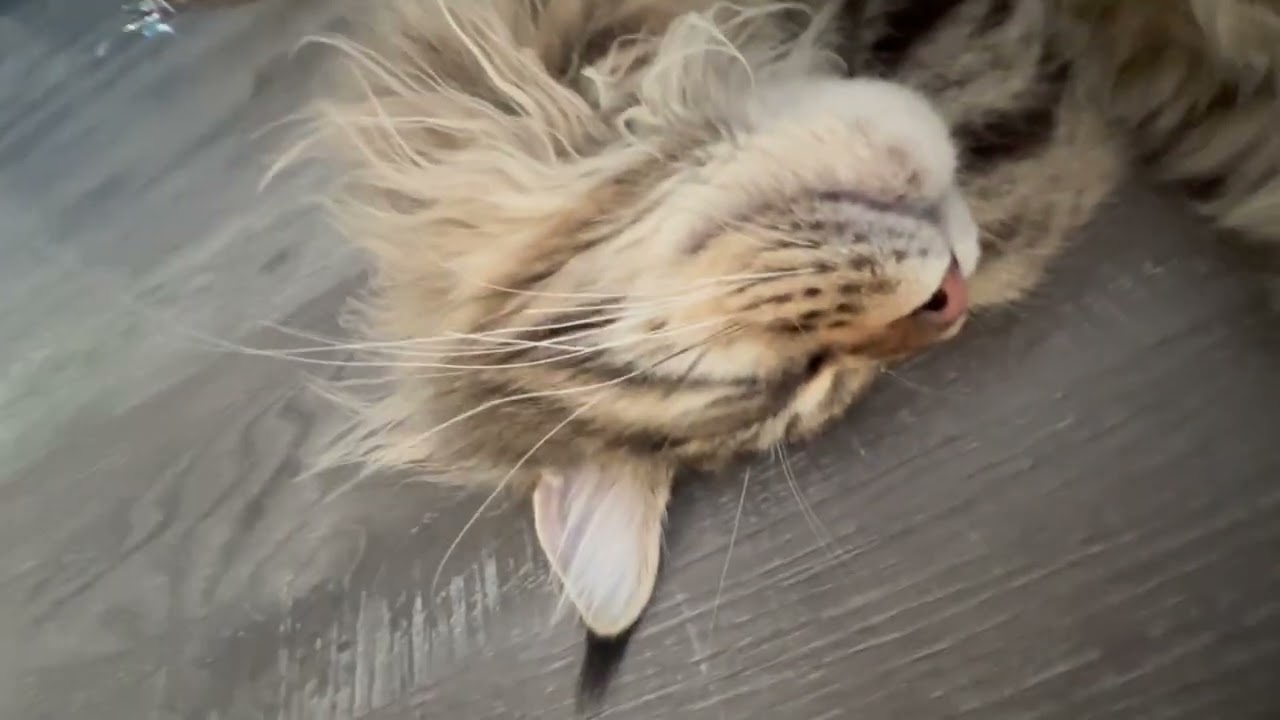 Dukie — Sleeping 💤 — Maine Coon — 0002