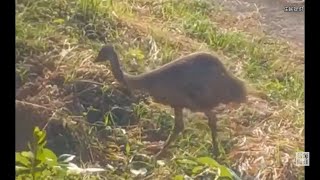 エミュー約20羽脱走　残り4羽の行方探す　熊本・菊池の牧場