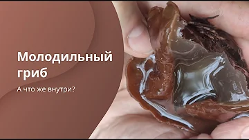 Что скрывает саркосома? Чем полезен гриб? Молодильный гриб изнутри.