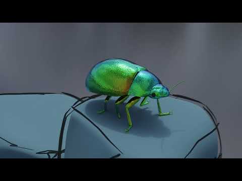 Biomimicry - an animation