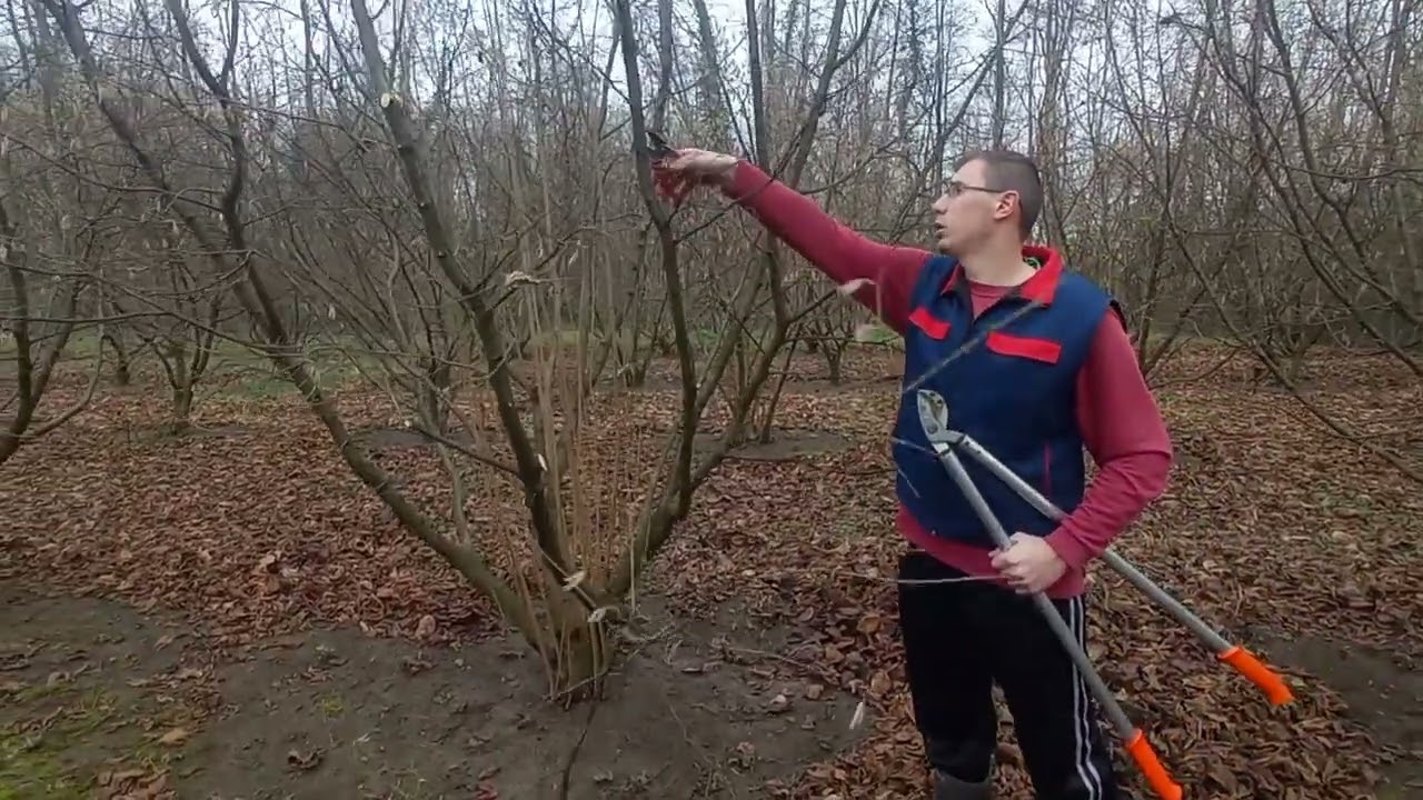 Pruning and rejuvenation of an older hazelnut, Rezidba i podmlađivanje starijih lješnika