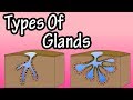 Glands  what are glands  types of glands  merocrine glands  apocrine glands  holocrine glands