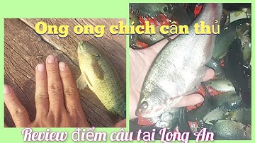 chia sẽ điểm câu cá rô Đức Huệ, Long An
