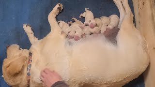 Yellow Labrador Retriever Giving Birth To Puppies | Crying New Born Puppies Nursing From Tired Mama