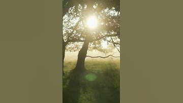 Bird Songs - 8 HOURS of Birds Singing in the Forest - Nature Relaxation Video in 4K Ultra HD