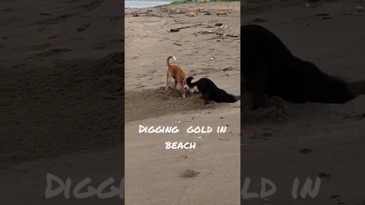 Digging gold in Beach, lovely dogs love to play in beach 