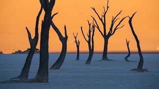 Not a Painting: Skeletal Forest in Middle of the Desert Creates a Surreal Scene