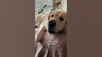 Thumbnail of When a blind dog hears his owner’s voice ❤️