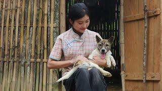 Hien Nuong and Her Dog Bim: Heartwarming Afternoon of Care and Cooking