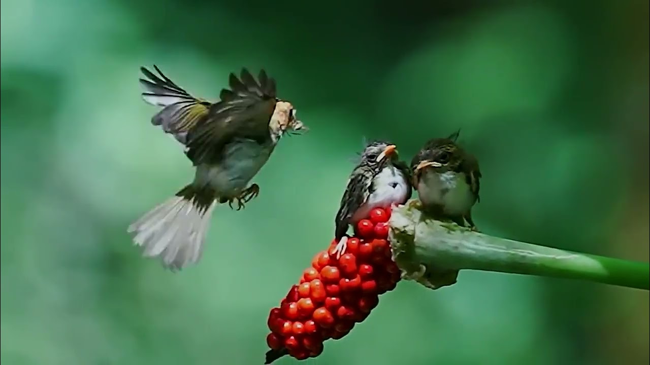 Rufous faced Warbler (Abroscopus albogularis)