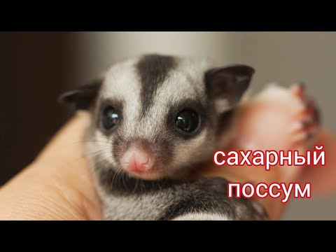 Сахарные поссумы или сумчатые летяги