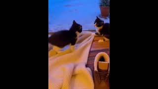 Pelea de hermanos 🐈😊#fpyツ #4k #amordegato #love #shortsviral #shorts #shortvideo #cat#bebe #cat