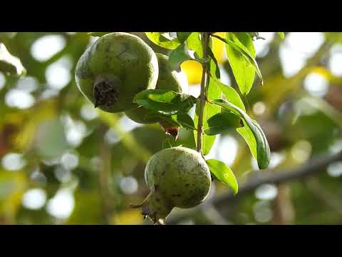 پرتقال من طاهر قریشی    