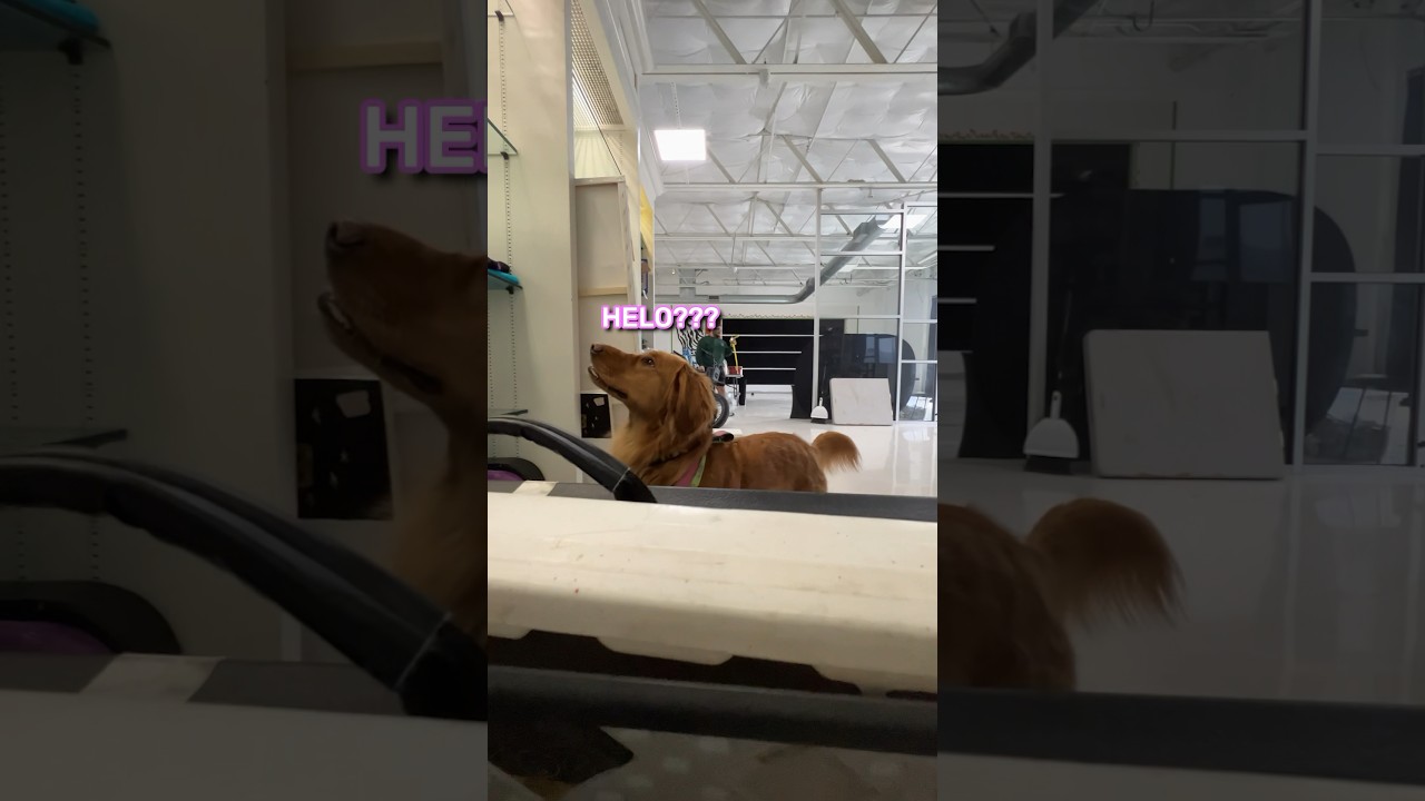 Playing Hide & Seek with My Dog!