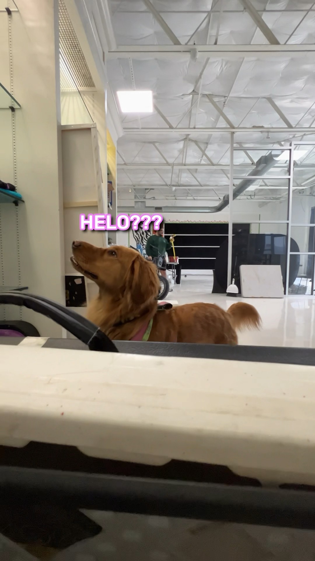 Playing Hide \u0026 Seek with My Dog!