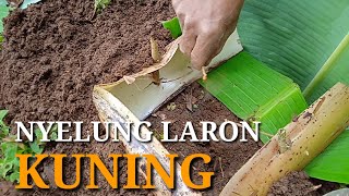 Download Lagu Proses Nyelung Laron Kuning MP3