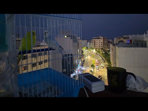 نهار حتاجتك أوجه خبشوك القطوط