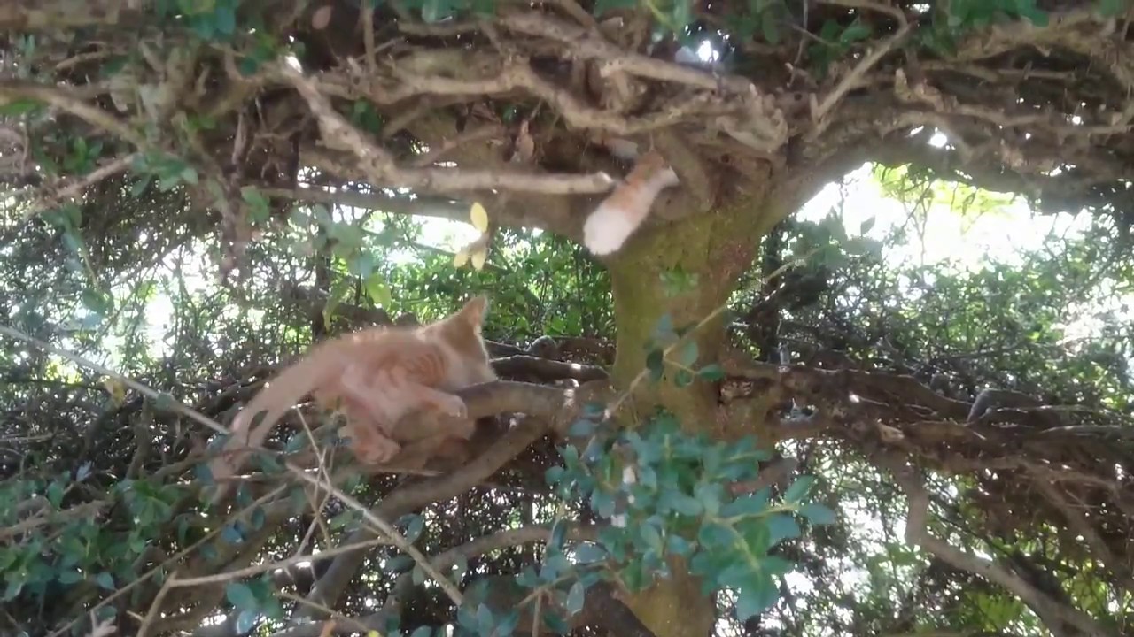 木の上で遊ぶ子猫のまおとかなめ Youtube