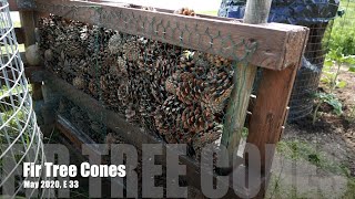 Fir Tree Cones, May 2020, E 33