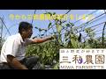 2年1組「三和農園紹介動画」