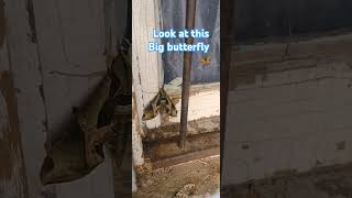 Incredible Creatures Discovered In Nature