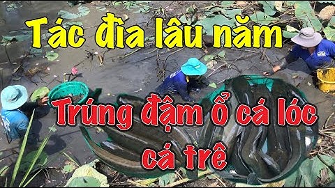 Tát Đìa Lâu Năm Trúng Đậm Ổ Cá Lóc Cá Trê ( Phần 1)