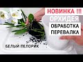 БЕЛАЯ ОРХИДЕЯ пелор в ЭКСПЕРЕМЕНТАЛЬНОЙ посадке ПЕРЕВАЛКОЙ + обработка орхидеи фаленопсис orchid