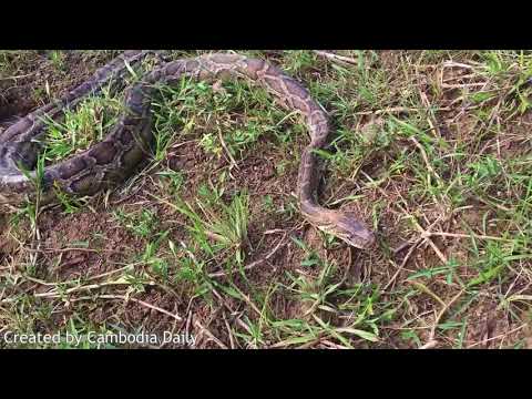 Wow Sister And Brother Catch Biggest Snake While Excavator Digging The Ground
