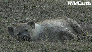 WildEarth - Sunset Safari - 26 July 2023