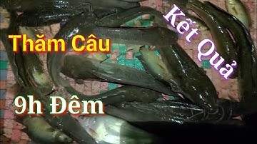 Giăng Câu Cá Trê Mùa Nước Nổi