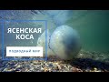 Азовское море // Ясенская коса // Подводный мир