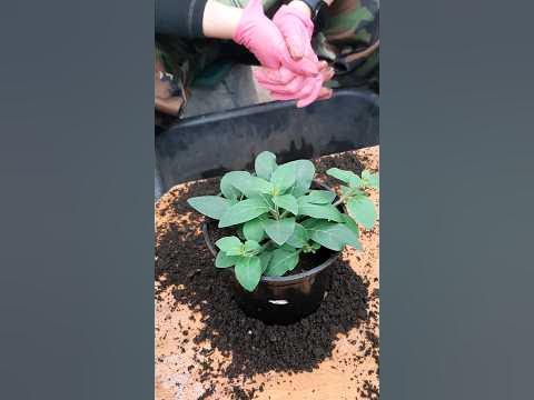 Пересадка ампельной петунии. #ампельнаяпетуния #петуния #изсемян - YouTube